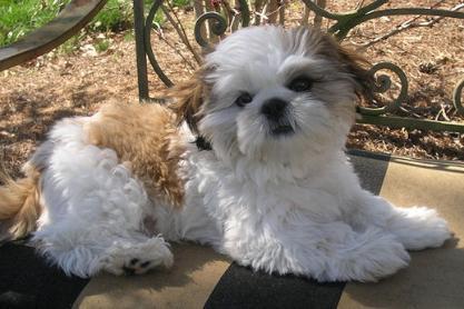 Regalo Cuccioli di Shih Tzu  in pronta consegna i cuccioli verranno Dato dopo 90 giorni dalla nascit