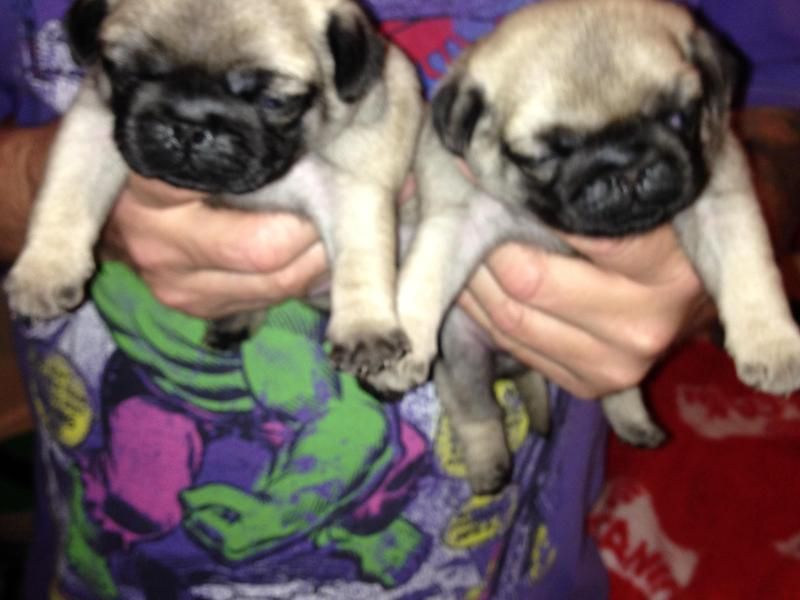 Bellissimi cuccioli carlino