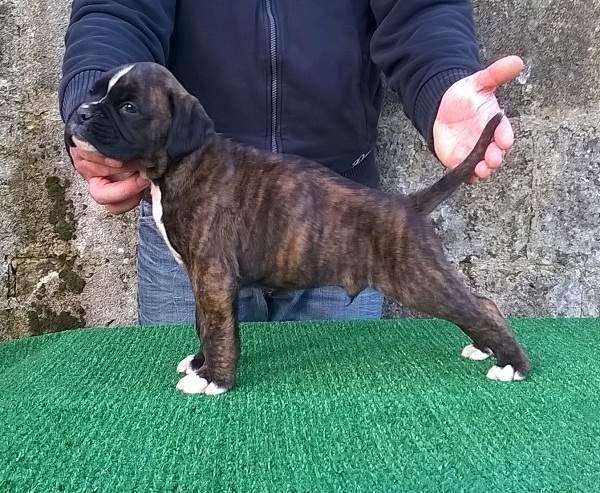 Boxer Cuccioli
