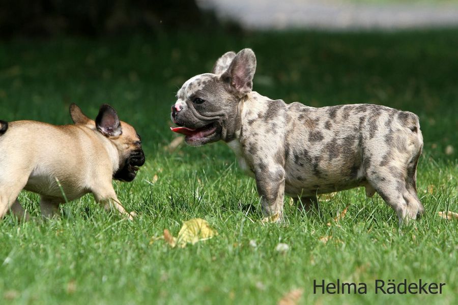  molto bella e sani cuccioli di bulldog francese per adozione  