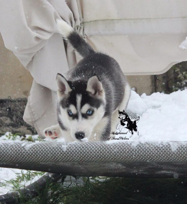 Siberian husky nuova cucciolata con pedigree