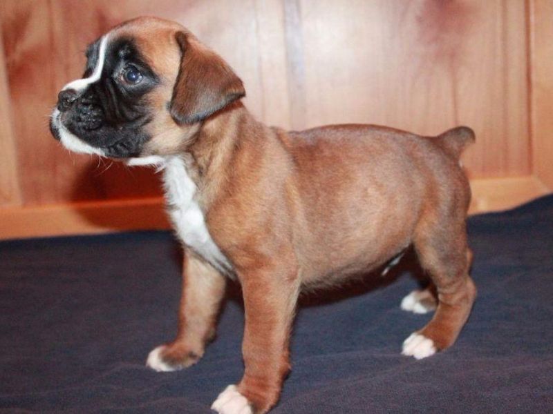 Adorabili cuccioli di Boxer femminucce e maschietti 
