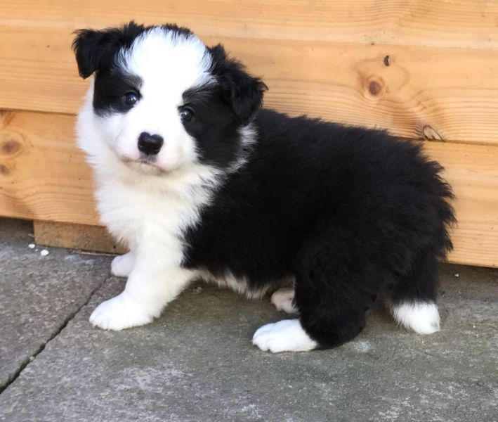 Adorabili cuccioli di border collie femminucce e maschietti disponibili .