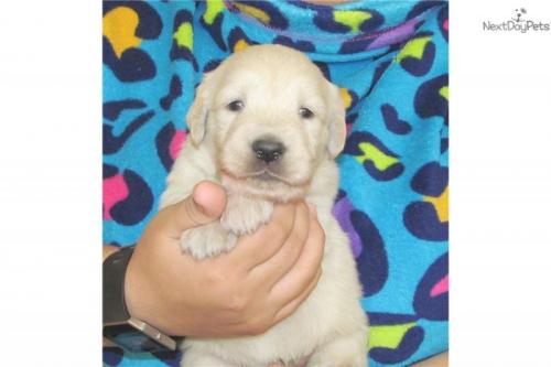 Regalo cuccioli di labrador disponibili