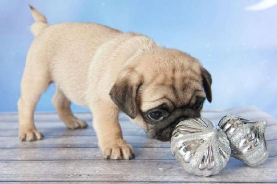 Bellesmi carlino cuccioli