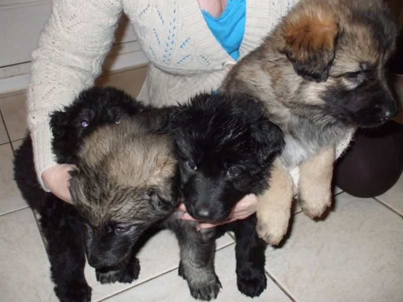 REGALO Cuccioli pastore tedesco