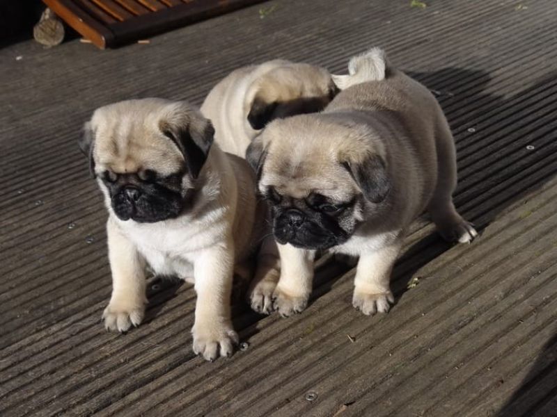 Bellissimi cuccioli di Carlino 