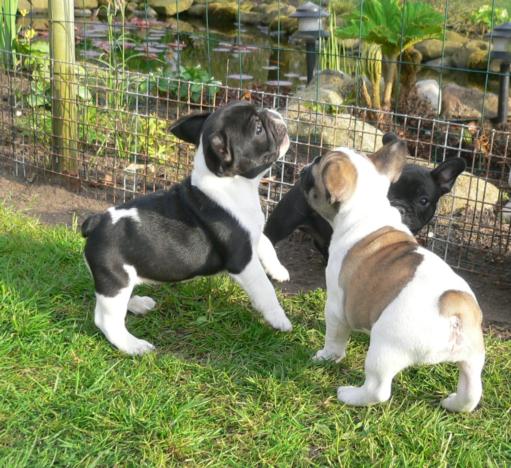 Disponibili splendidi cuccioli di bulldog francese