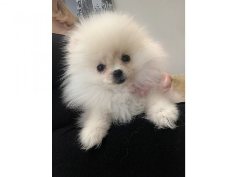  Volpino di pomerania