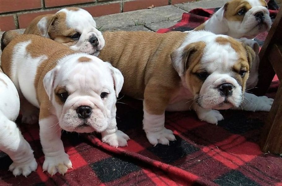 Regalo Bulldog inglese cuccioli disponibili