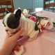 Bellissime Cuccioli di bulldog francese
