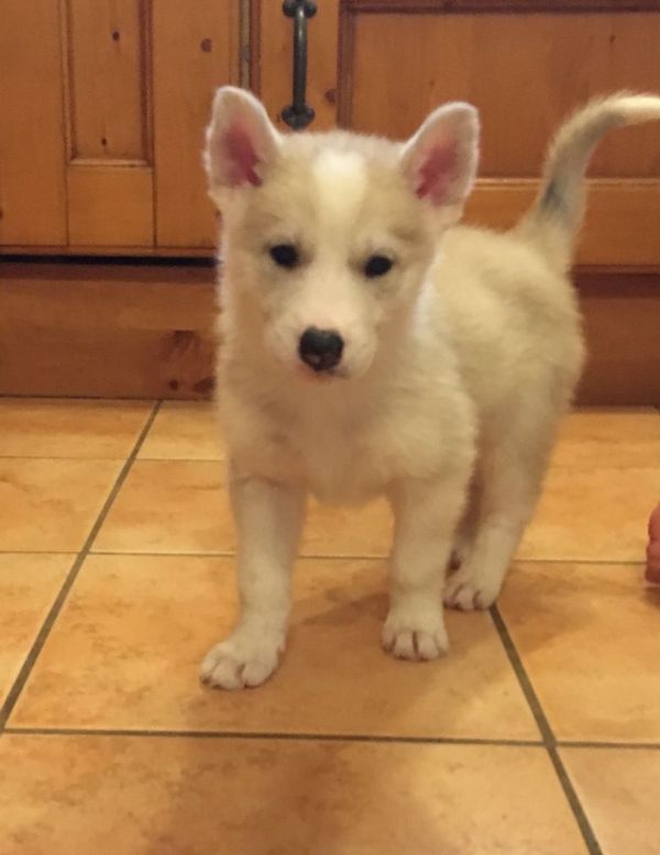 Cuccioli di Husky siberiano
