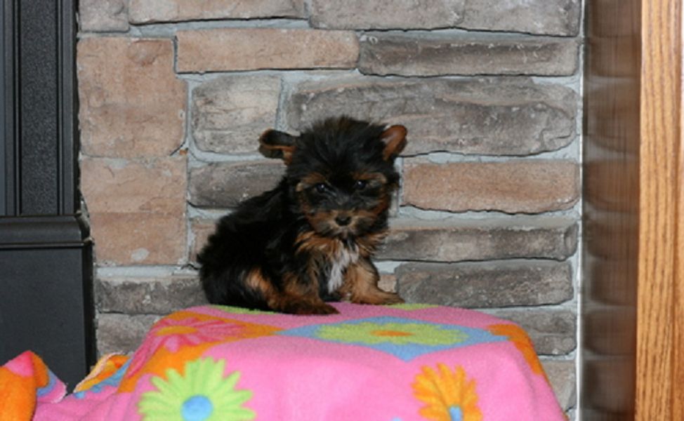 Bellissimi cuccioli di Mini Yorkshire Terrier