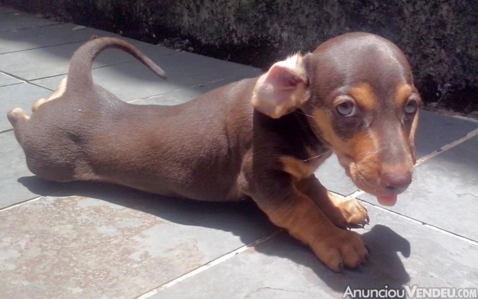  Regalo adorabili cuccioli bassotto femminucce e maschietti