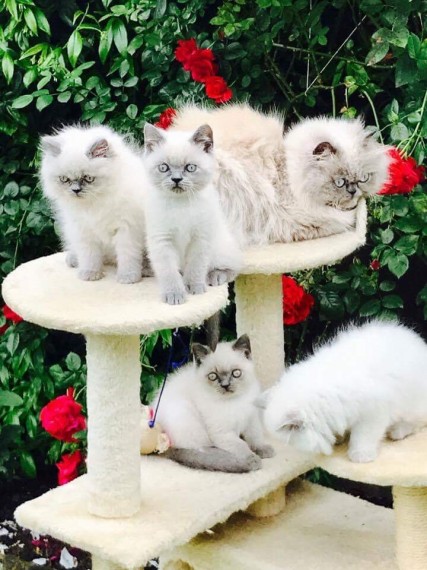 Bellissimi gattini persiani in Regalo