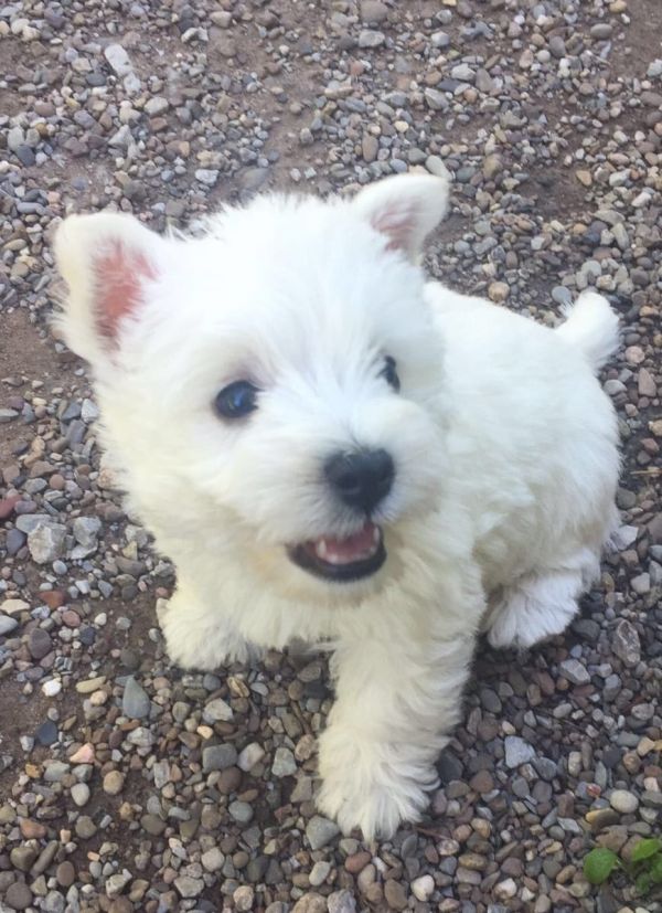 Molto bella e sani cuccioli di West highland per adozione maschi e femmine disponibili (gratis) 