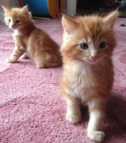 Maine coon gattino disponibile