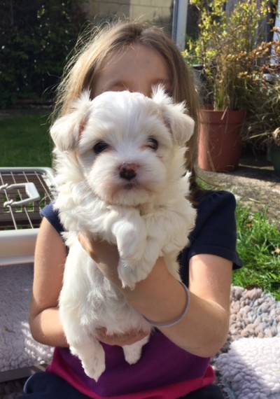 REGALO Dolci cuccioli Havanese per l'adozione