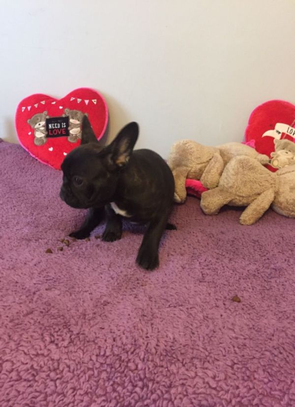 Abbiamo  splendidi cuccioli di Bouledogue Francese