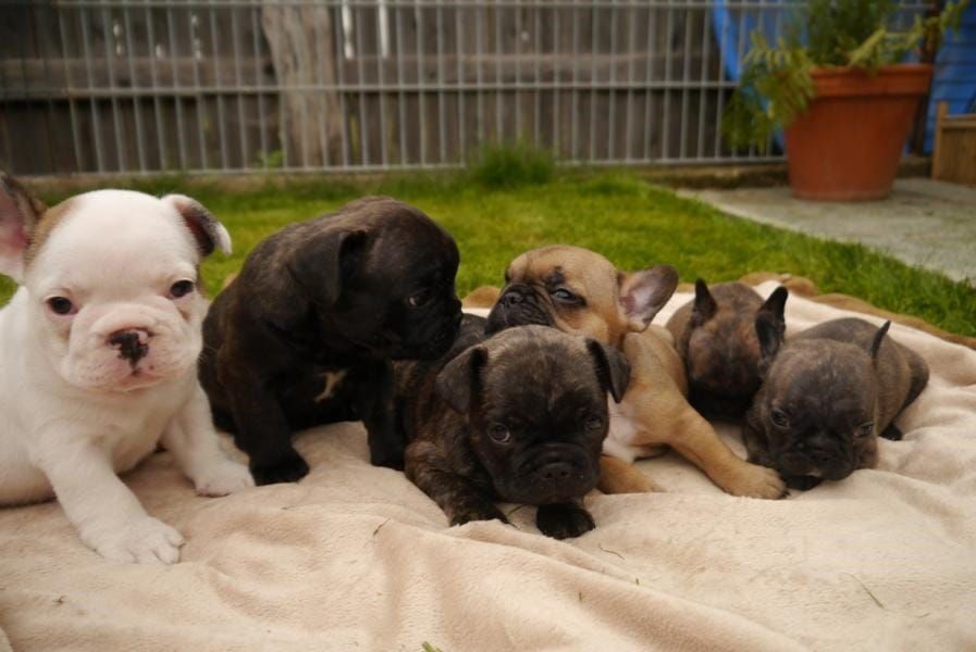 Adorabili cuccioli di Bulldog Francese femminucce e maschietti disponibili per l'adozione gratuita