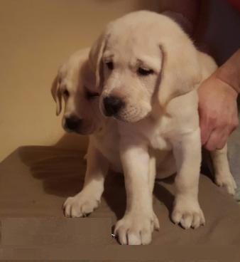 Cuccioli di Labrador Retrievers