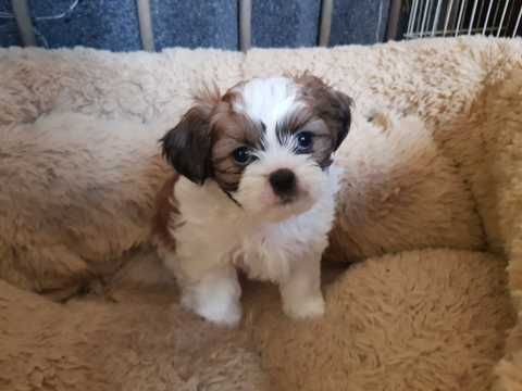Cuccioli Shihtzu taglia piccola