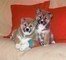 Cuccioli di shiba inu maschio e femmina