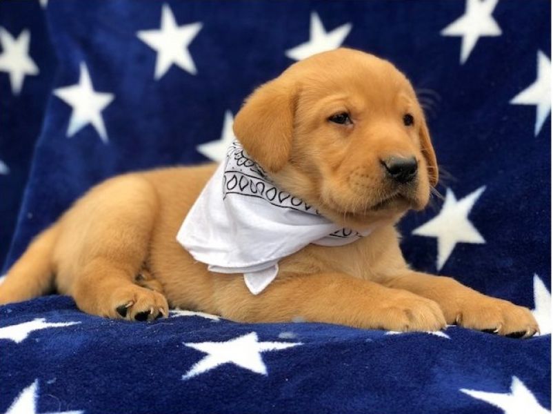 Regalo Labrador