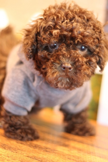 Regalo abbiamo cuccioli di barboncino