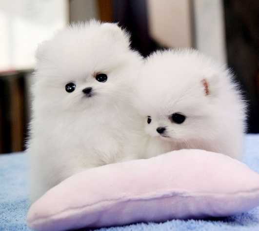 Meravigliosi Pomerania per le buone case