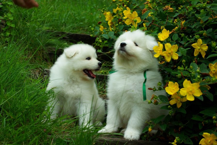 Molto bella e sani cuccioli di samoiedo per adozione maschi e femmine disponibili (gratis) 