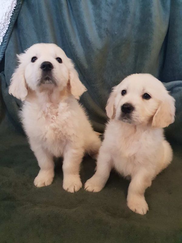 Bellissimi cuccioli di Golden Retriever in vendita
