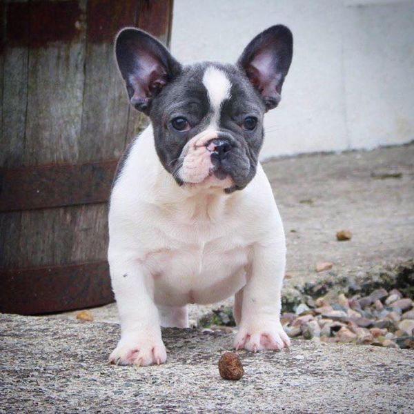 Adorabili cuccioli di Bulldog Francese femminucce e maschietti disponibili per l'adozione gratuita 