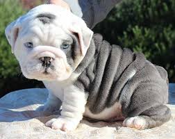 Adorabili cuccioli di bulldog femminucce e maschietti disponibili per l'adozione cuccioli sono vacci