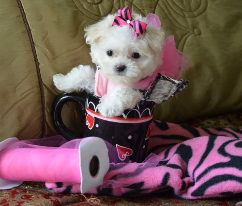 Dolce cuccioli di  maltese toy  in cerca di una nuova casa.