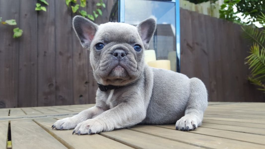 REGALO Cuccioli di Bulldog Francese