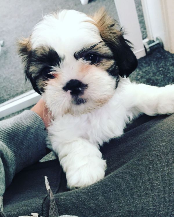 Cuccioli Shihtzu taglia piccola