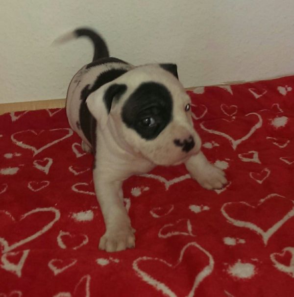   cuccioli di pitbull  ( per regalo )