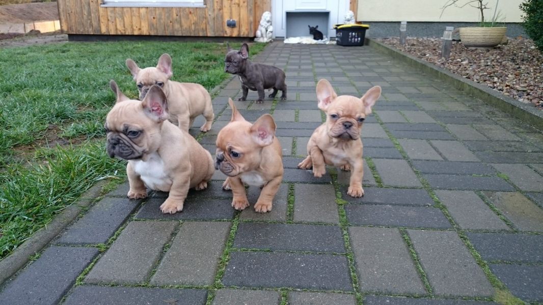  cuccioli di Bulldog Francese ( per regalo )