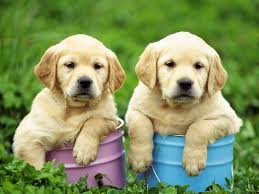 Adorabili cuccioli di labrador femminucce e maschietti disponibili