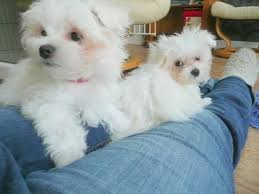 Cuccioli maltese mini toy con pedigree 