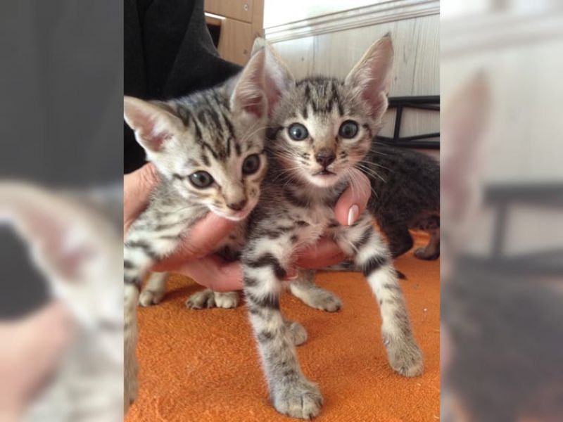  gattini Savannah   ( per regalo )