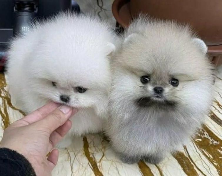 Cuccioli di Pomerania di razza pura