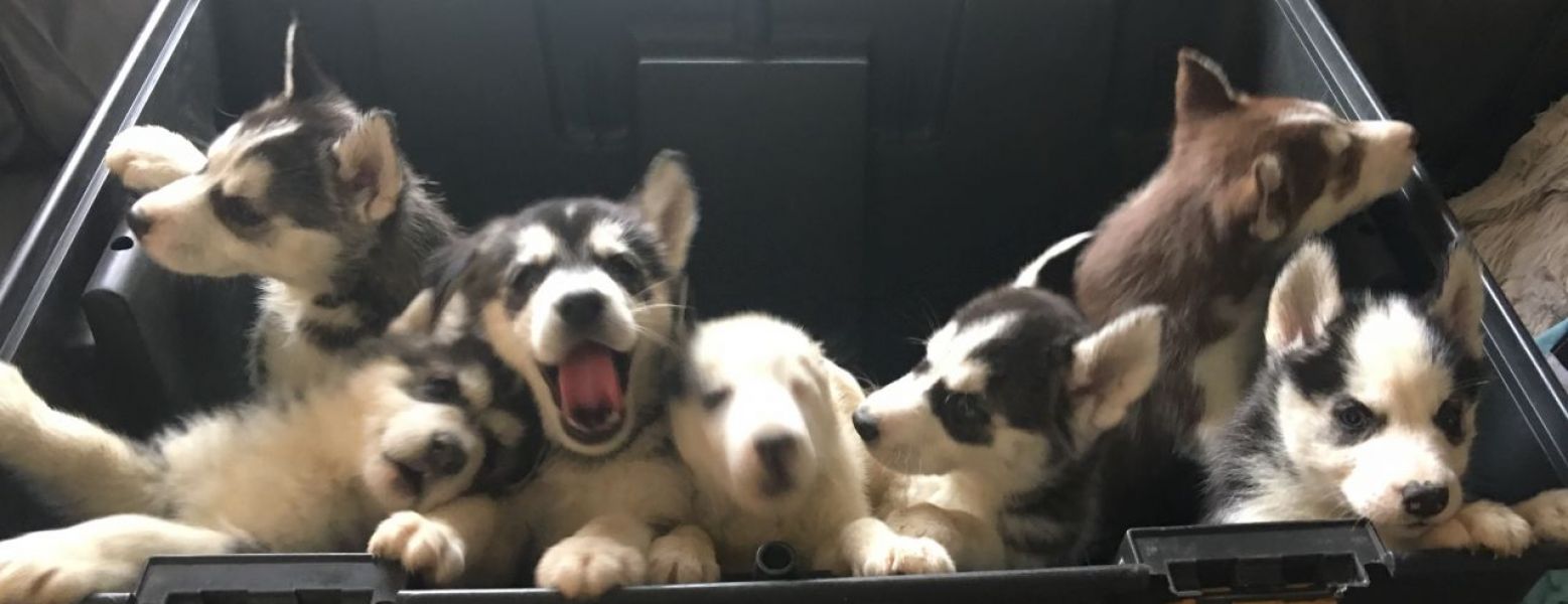 Cuccioli di Husky siberiano