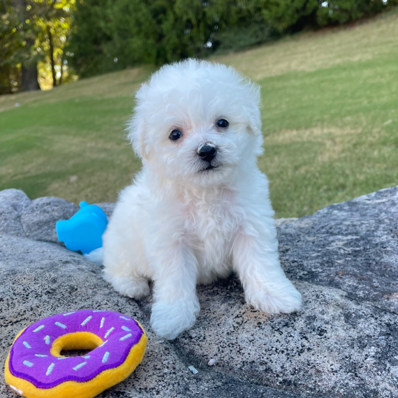 Regalo ALLEVAMENTO cane bichon frise
