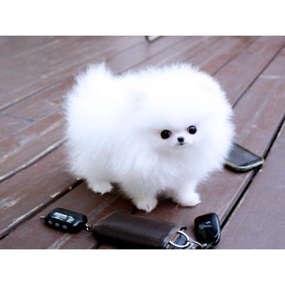  cuccioli di volpino pomeranian  per adozione ( maschio e femmina )