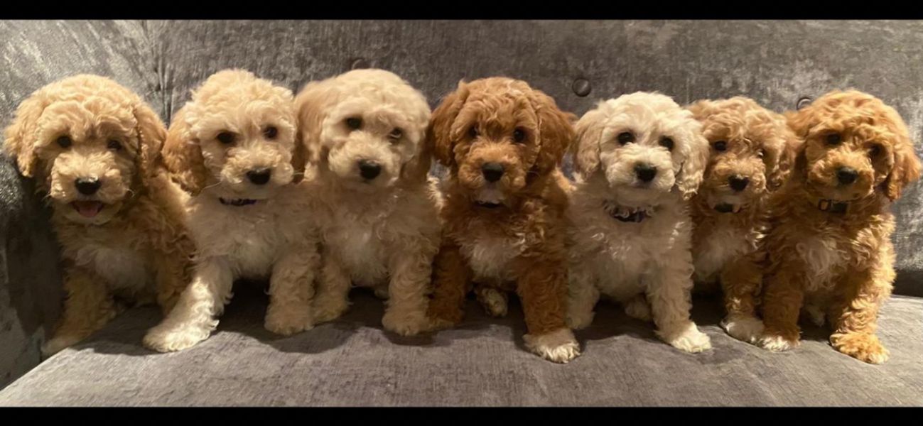 Regalo abbiamo cuccioli di barboncino 
