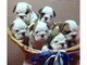 Bulldog inglese pedigree eccellente
