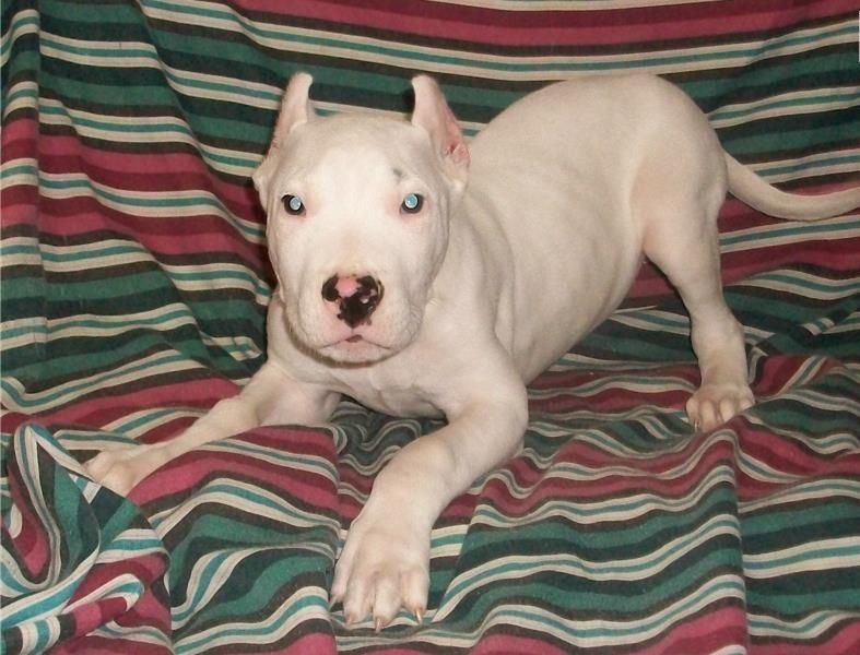 Regalo cuccioli di dogo argentino
