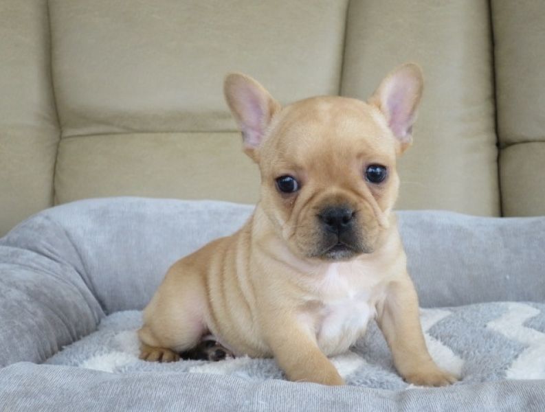 Regalo Cuccioli di Cane a Bulldog Francese